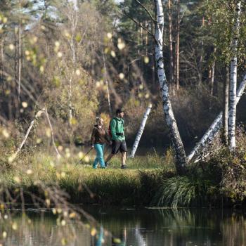 Grüner wandern im Schwäbischen Donautal – der flachste Premiumwanderweg weltweit führt durch den Donauwald