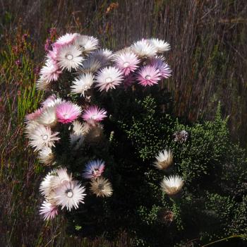 Wildblumen statt Wüste - die Blütenpracht Südafrikas - (c) Jörg Bornmann