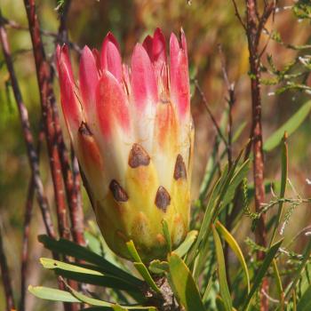 Wildblumen statt Wüste - die Blütenpracht Südafrikas - (c) Jörg Bornmann