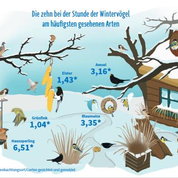 Zähl mit! Stunde der Wintervögel 2024 - (c) NABU/ publicgarden