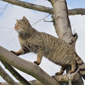 Im Frühjahr streifen Jungtiere der Europäischen Wildkatze durch Wälder - (c) BUND/Thomas Stephan