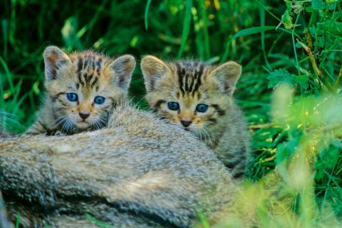 Im Frühjahr streifen Jungtiere der Europäischen Wildkatze durch Wälder - (c) BUND/Thomas Stephan
