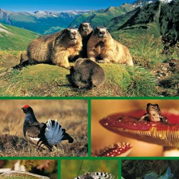 Alpentiere von Thomas Grüner  Der Rother Naturführer »Alpentiere« ist ein Bestimmungsbuch für unterwegs - (c) Rother Bergverlag