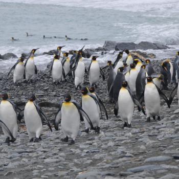 Eiskaltes Paradies am Ende der Welt