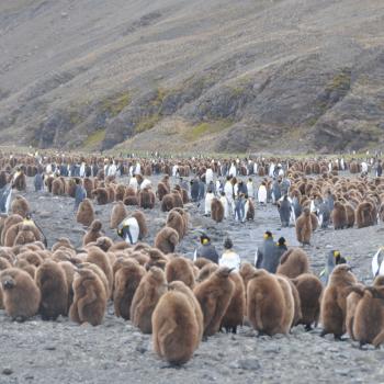 Eiskaltes Paradies am Ende der Welt