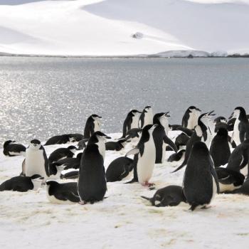 Eiskaltes Paradies am Ende der Welt