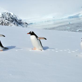 Eiskaltes Paradies am Ende der Welt