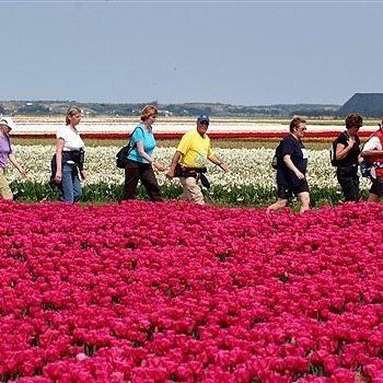 Wandern zur Tulpenblüte in Holland
