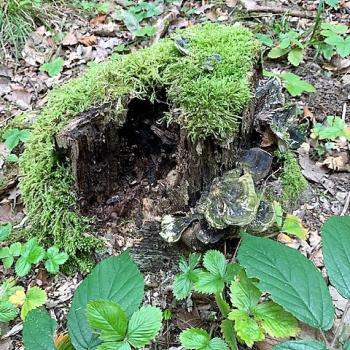 Erstaunlich, wie unterschiedlich es im Wald riecht, wenn man darauf achtet, nach Harz, leicht vermodert, nach Pilzen - (c) Marianne Riermeier