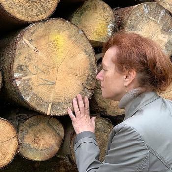 Weiter auf unserem Weg entdecken wir große Baumstämme, der Duft nach Harz wird immer stärker, je näher wir kommen - (c) Marianne Riermeier