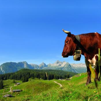 Gut Edermann Teisendorf - Die Almen im Berchtesgadener Land laden zu Wanderungen ein