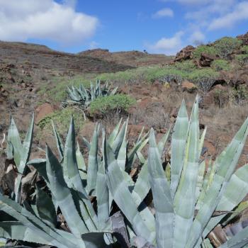 Auf und ab und einmal rum, Weitwanderweg GR 132 rund um La Gomera - (c) Klaus Pfenning