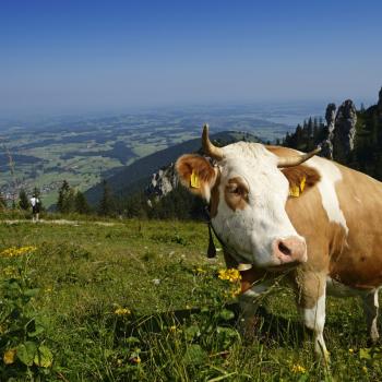 Wundervolles Wandern im Chiemgau - (c) Norbert Eisele-Hein