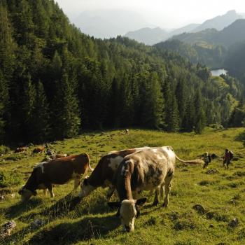 Wundervolles Wandern im Chiemgau - (c) Norbert Eisele-Hein