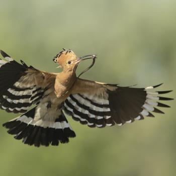 Der Wiedehopf ist Vogel des Jahres 2022 - Der exotisch aussehende Vogel gewinnt die zweite öffentliche Wahl von LBV und NABU - (c) Rosl Roessner, LBV Bildarchiv