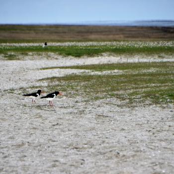 Neuharlingersiel - Wanderung im Weltnaturerbe Wattenmeer - (c) Gabi Vögele