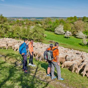 wanderer bei einer Schafsherde auf der Frankenhöhe - (c) Romantisches Franken/F. Trykowski