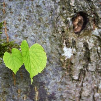 Felsentour Herbstein - Entdeckungstour zu den geologischen Urspüngen der Region -(c) Gabi Vögele