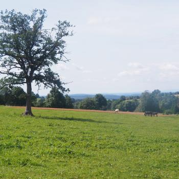 Naturtour Nidda - Eine idyllische Tour durch 2 Naturschutzgebiete, mit schönen Waldrandwegen und Waldpfaden - (c) Jörg Bornmann