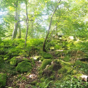 Felsentour Herbstein - Entdeckungstour zu den geologischen Urspüngen der Region -(c) Jörg Bornmann