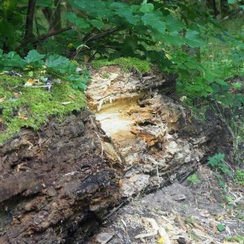 Schächerbachtour - In kurzer Zeit viel Erleben garantiert diese kleine Runde durch das sagenhafte Schächerbachtal - (c) Jörg Bornmann