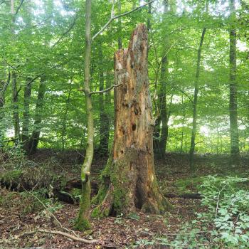 Naturtour Nidda - Eine idyllische Tour durch 2 Naturschutzgebiete, mit schönen Waldrandwegen und Waldpfaden - (c) Jörg Bornmann