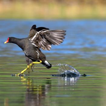 Wasservögel wie das Teichhuhn sollte man auch im Winter nicht füttern - (c) NABU