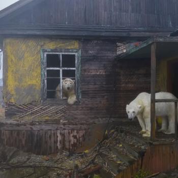  Ein Haus voller Bären - (c) Dmitry Kokh (Russland)