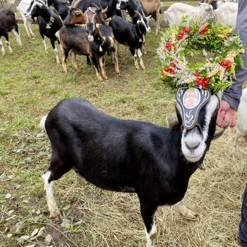 Der Sommer ist vorbei, die Kühe, Ziegen und Schafe wurden von den Almen nach Neustift im Stubaital geführt - (c) Gabi Dräger