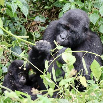 Zu den Berggorillas in Uganda, ein Besuch bei den größten Menschenaffen der Welt - (c) Christine Kroll