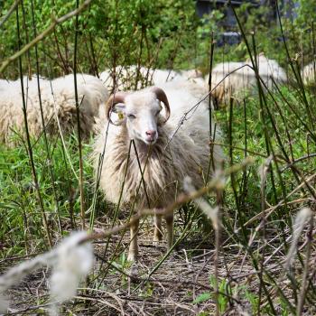 Ihre Schafe sind für die Lanschaftspflege in den bunten Weinbergen von Senheim verantwortlich - (c) GabiVögele