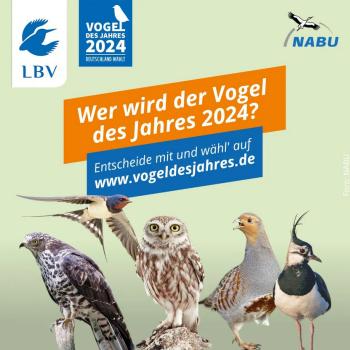 Wer wird Vogel des Jahres 2024? Kiebitz, Rebhuhn, Rauchschwalbe, Steinkauz und Wespenbussard bemühen sich ab 1. September um den Titel - (c) LBV