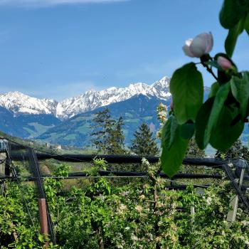 Frühling in Algund:  Apfelblüten, weiße Gipfel und magische Plätze im Wald - (c) Gabi Vögele