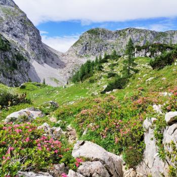 Alpenrosen blühen im Sommer am Wegesrand - (c) Christine Kroll