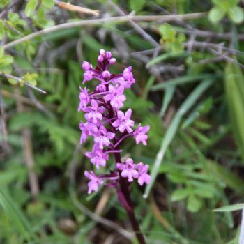 Wandern zwischen wilden Orchideen im Nationalpark Gargano, mehr als 100 Orchideen-Arten findet man hier im Norden Apuliens - (c) Gabi Vögele