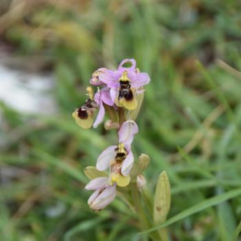 Wandern zwischen wilden Orchideen im Nationalpark Gargano, mehr als 100 Orchideen-Arten findet man hier im Norden Apuliens - (c) Gabi Vögele