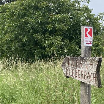 Zwischen Rauenthal und Kiedrich führt der Weg durch den Wald - (c) Thomas Rentschler