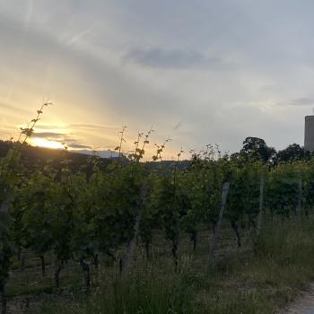 Direkt bei der Scharfenstein liegt der Weinberg der Ehe in Kiedrich - (c) Thomas Rentschler