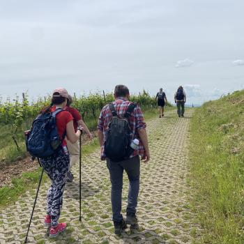 Von Martinsthal Richtung Rauenthal geht es leicht bergan - (c) Thomas Rentschler