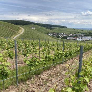 Von Rauenthal bietet sich ein wunderschöner Blick Richtung Rhein - (c) Thomas Rentschler