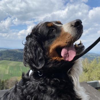 Campingurlaub mit Hund in Bielefeld: Tipps für Wanderungen und Stadttouren