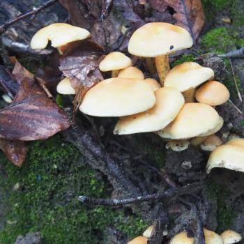 Naturerlebnisse am Westlichen Bodensee, rund um Konstanz. Ob zu Fuß, mit dem Fahrrad oder mit dem Kanu, die Natur kann man hier vielseitig erleben - (c) Jörg Bornmann