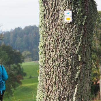 Naturerlebnisse am Westlichen Bodensee, rund um Konstanz. Ob zu Fuß, mit dem Fahrrad oder mit dem Kanu, die Natur kann man hier vielseitig erleben - (c) Jörg Bornmann