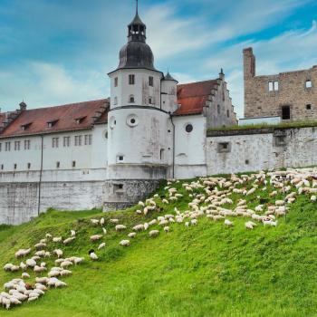 Schafe am Schloss Hellenstein (Wandern durch Urzeit, Eiszeit und Kultur Der Albschäferweg auf der Schwäbischen Alb) - (c) Marcus Fache