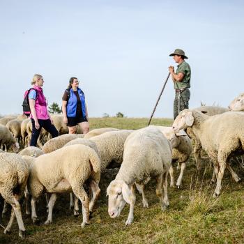 Wandern mit Schäfer (Wandern durch Urzeit, Eiszeit und Kultur Der Albschäferweg auf der Schwäbischen Alb) - (c) Heiko Grandel