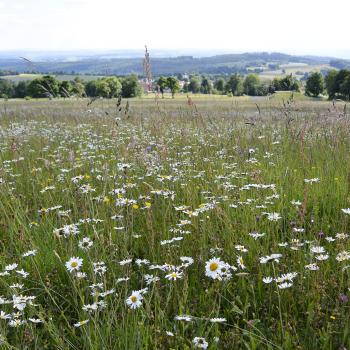 Naturwunder Bergmähwiese in der Vulkanregion Vogelsberg - (c) Gabi Vögele