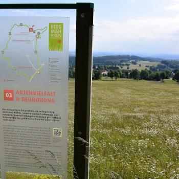 Naturwunder Bergmähwiese in der Vulkanregion Vogelsberg - (c) Gabi Vögele