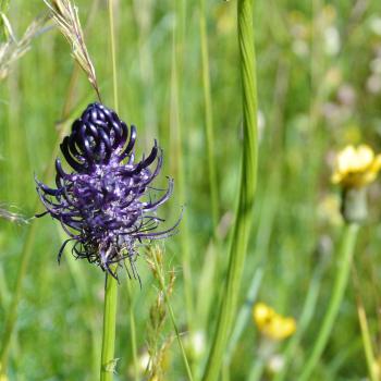 Naturwunder Bergmähwiese in der Vulkanregion Vogelsberg - (c) Gabi Vögele