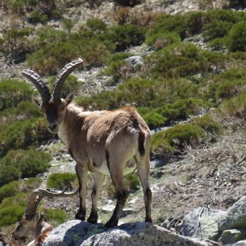 Unter Steinböcken in der Siera de Gredos (Spanien) - (c) Jörg Bornmann