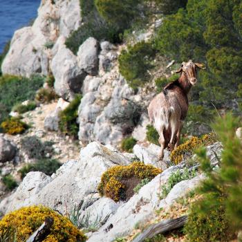 Beim Wandern auf Mallorca kann man auch halbwilden Ziegen begegnen - (c) Jörg Bornmann